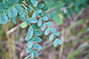 black locust