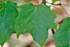 black maple
