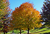 black maple