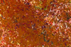black maple