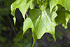black maple