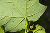 black maple