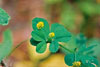 black medick