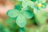black medick