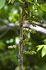 black walnut