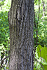 black walnut