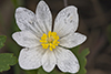 bloodroot