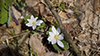 bloodroot