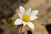 bloodroot