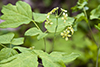 blue cohosh