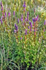 blue giant hyssop