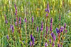 blue giant hyssop