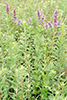 blue giant hyssop