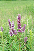 blue giant hyssop