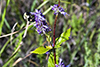 blue giant hyssop