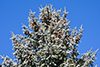 blue spruce