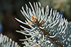 blue spruce