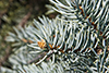 blue spruce