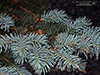blue spruce