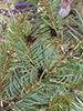 blue spruce