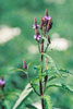 blue vervain (var. hastata)