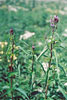 blue vervain (var. hastata)