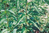 blue vervain (var. hastata)