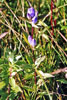 bottle gentian