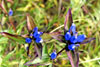 bottle gentian
