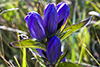 bottle gentian