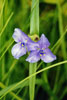 bracted spiderwort