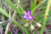 bracted spiderwort