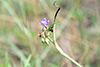 bracted spiderwort
