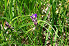 bracted spiderwort