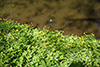 bristly buttercup