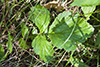 bristly buttercup