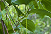 bristly greenbrier