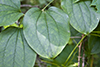 bristly greenbrier