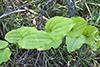 bristly greenbrier