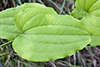 bristly greenbrier