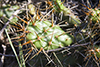 brittle pricklypear