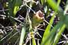 brittle pricklypear