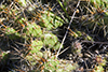 brittle pricklypear