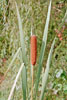 broad-leaved cattail