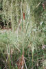 broad-leaved cattail