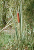 broad-leaved cattail