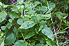 broadleaf enchanter’s nightshade