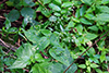 broadleaf enchanter’s nightshade