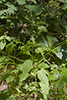 broadleaf enchanter’s nightshade