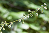 broadleaf enchanter’s nightshade